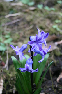 Petit tour du jardin